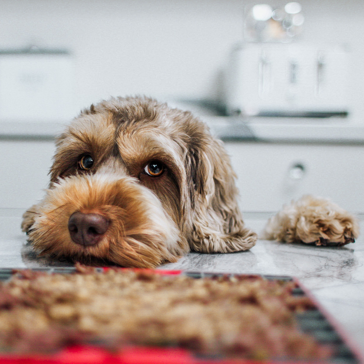 <b>MY DOG IS A FUSSY EATER &ndash; WHAT HELPS?</b><br><br>The biggest reasons why your dog could be a fussy eater and how to encourage a picky pooch to eat...</br>